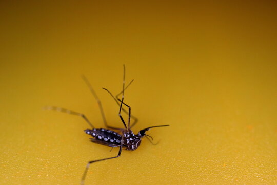 Close-up of died aedes dengue mosquito isolated on yellow background.