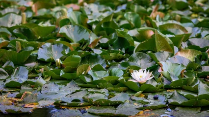 Fototapete Badezimmer White water lily blooming in a pond filled with green pads. Beautiful botanical landscape macro nature photography.  © Dmytro