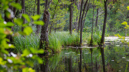 Fototapeta premium Forest swamp lake with green reeds and trees reflecting in calm water. Beautiful wild wetland landscape view.