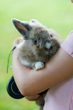 Cute fluffy lionhead rabbit being held in arms by a child. Close-up portrait of a pet bunny against green background.