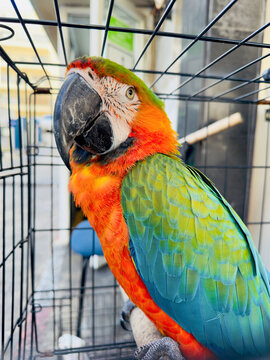 Macaw parrot in cage