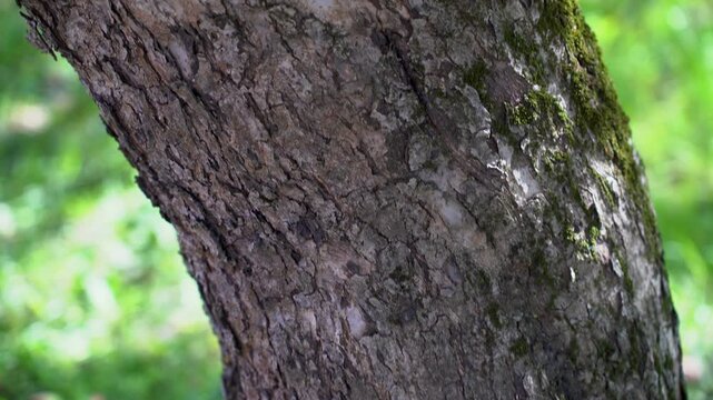 Slow tilt shot, old apple tree bark in focus.