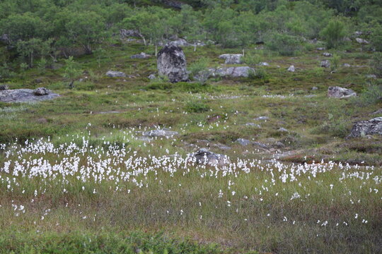 Mountain landscape along the Grense Jakobselv river in northern Norway near the Russian border.