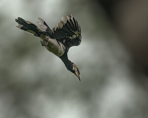 A oriental pied hornbill © YK