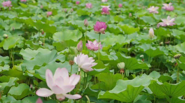 A dense pond filled with green lotus leaves and various blooming lotus flowers in pink and white, plus unopened buds.