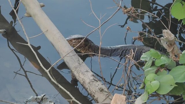 Asian Water Monitor varanus salvator emerges above the water's surface near green foliage and branches.