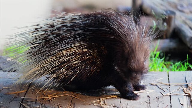 Close-up shot of porcupine with quills extended sitting on logs in daytime.