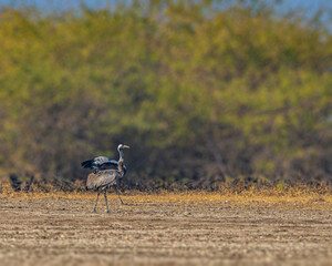 Naklejka premium A common Crane