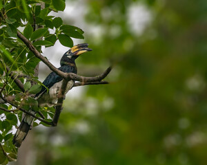 oriental pied hornbill © YK