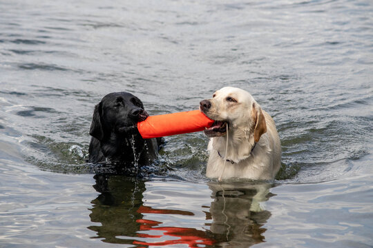 Labrador Retrievers Fetching a Float