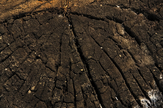 Top view macro texture of cracked burnt tree log cross section with charred pattern