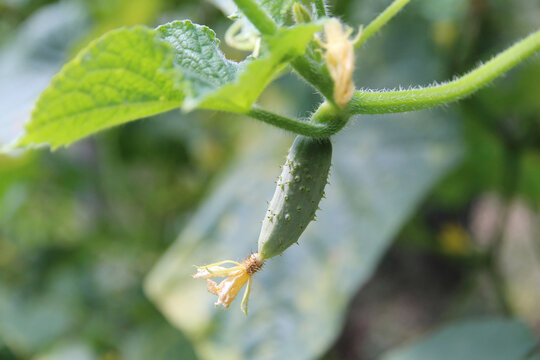 Close-up of a young green cucumber growing on a vine with leaves and a delicate flower, highlighting fresh garden produce, natural growth, and summer harvest.