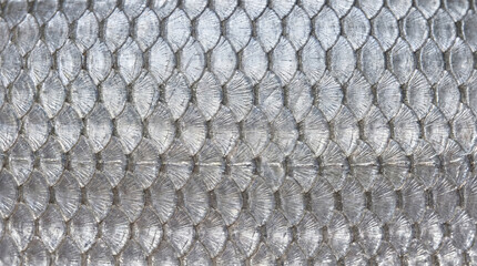 Shiny silver fish scales texture background