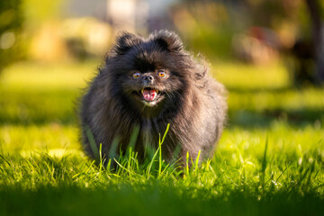 Szpic miniaturowy, Pomeranian © Robert