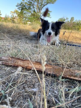 Border Collie waiting to play fetch with a stick outdoors