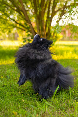 Szpic miniaturowy, Pomeranian © Robert