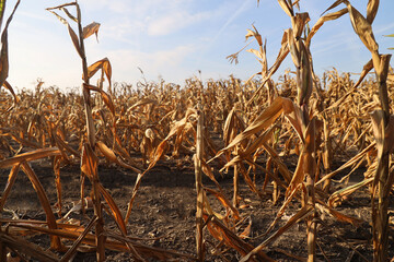 drought Agricultural dried corn plantation drought; concept of climate impact on agriculture Severe...