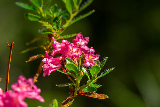 Delicate pink flowers of Hairy Alpenrose (Rhododendron hirsutum) surrounded by small evergreen leaves, photographed in close-up against a dark natural background