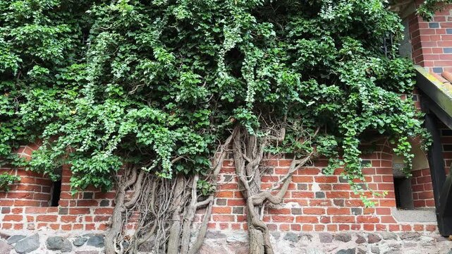 Massive intertwined ivy vines and thickets on old brick wall