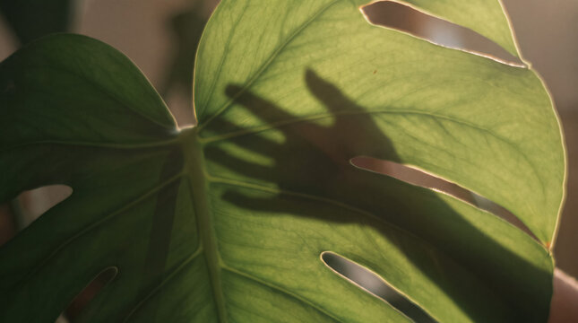 Hand shadow falling on a green monstera leaf backlit by warm sunlight, showing connection to nature