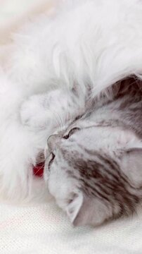 Christmas small grey kitten playing on a cozy bed and hiding under a soft blanket, playful pet scene, cute animal moments.