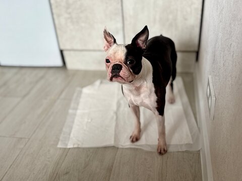 Chocolate and white Boston Terrier standing on disposable puppy pad at home, housebreaking and pet hygiene training concept, indoor care