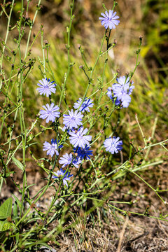 Gew&ouml;hnliche Wegwarte (Cichorium intybus)