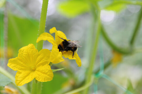 Bumblebee pollinates yellow cucumber flower in the garden, natural pollination, biodiversity, sustainable agriculture, organic gardening and healthy ecosystem.