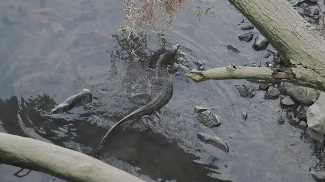 Asian Water Monitor varanus salvator emerges above the water's surface near green foliage and branches.