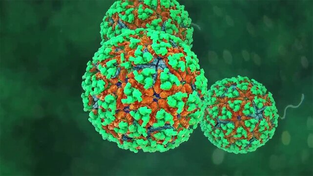 Chikungunya virus particles, 3D animation illustrating an arthritogenic alphavirus associated with acute febrile illness and severe polyarthralgia.