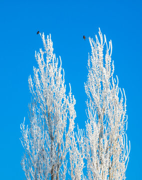 Frost-covered Trees with Birds Against Blue Sky