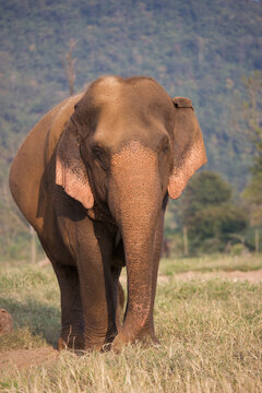 Asian Elephants in Thailand