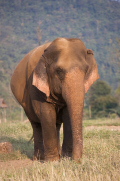 Asian Elephants in Thailand