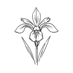 Fototapeta premium PNG Elegant iris flower sketch illustration.