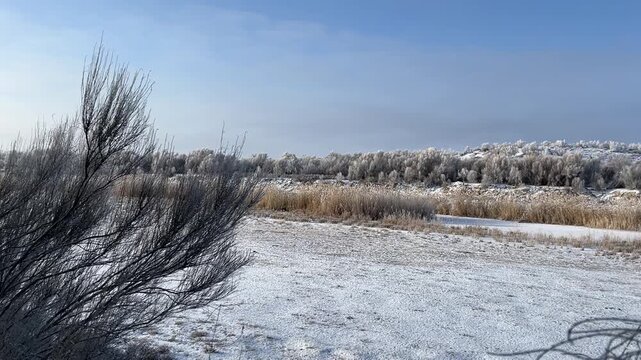 Saxaul trees growing across sandy steppe in Almaty Region Kazakhstan