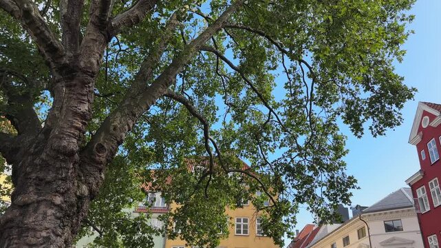 Plane tree and colored buildings on Grabrodretorv square, Copenhagen, Denmark,