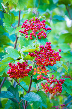 Clusters of red viburnum berries on green leafy shrub in a sunlit garden