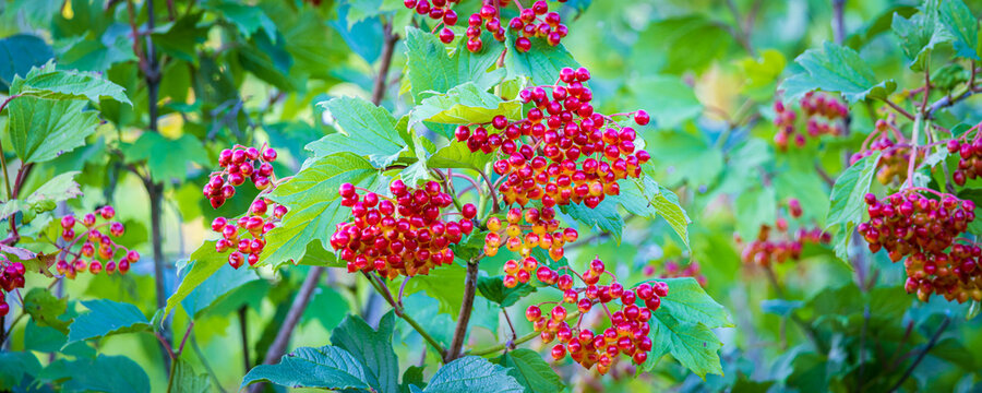 Clusters of red viburnum berries on green leafy shrub in a sunlit garden