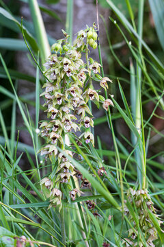 Cluster of Broad-leaved helleborine wild orchids blooming among grasses in a shaded meadow