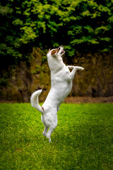 Jack Russel Terrier © Robert