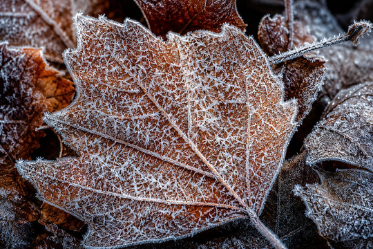 White frost crystals cover brown fallen leaf in macro winter detail.