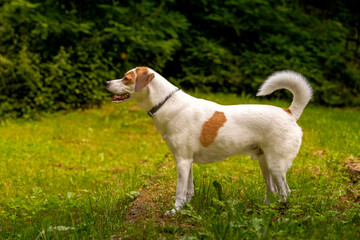 Jack Russel Terrier © Robert