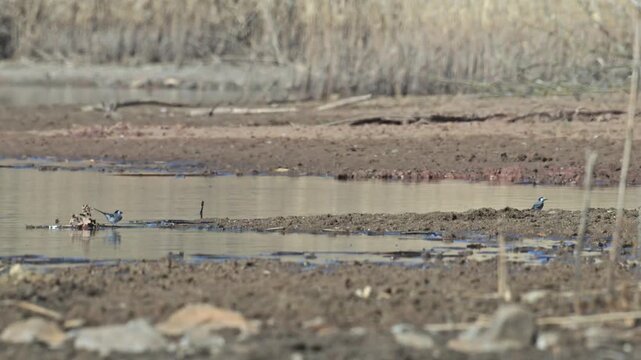 white wagtail (Motacilla alba) birds on a shore