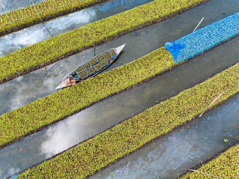 Pirojpur District, Bangladesh - 09 August 2026: Aerial view of a farmer in a small wooden boat harvesting crops from a traditional floating garden with lush green rows and water channels.