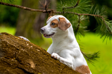 Jack Russel Terrier © Robert