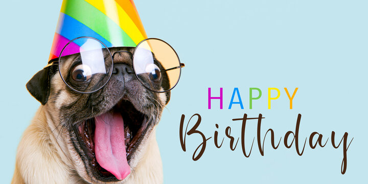 Funny Animal &ndash; Happy Birthday greeting card with text &ndash; pug dog with a party hat , isolated on a blue background
