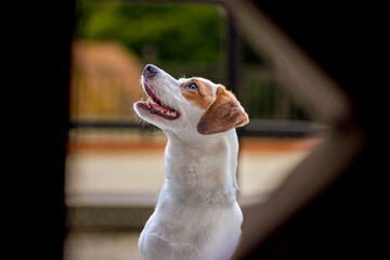 Jack Russel Terrier © Robert