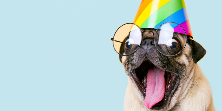 Funny Animal &ndash; Happy Birthday Celebration Carnival Party greeting card with text &ndash; pug dog with a party hat , isolated on a blue background