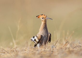 Eurasian Hoopoe / Upupa epops — standing in dry grass with crest lowered looking forward. © VOLODYMYR KUCHERENKO