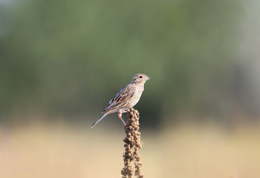 Corn Bunting (Emberiza calandra) perched atop a dry plant stem in a field, profile view against a soft blurred background